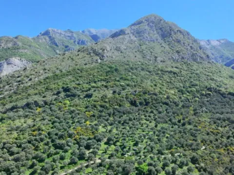 Sale, land lot, 10500m², Stari Bar, Bar - image 6