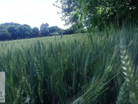 Sale, land lot, 7600m², Brgulice, Obrenovac - image 4