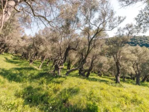 Prodaja, plac, 3030m², Centar, Ulcinj - image 3