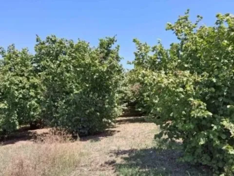 Prodaja, plac, 6140m², Baničina, Smederevska Palanka - image 9