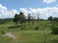 Sale, land lot, 10560m², Njegovuđa, Žabljak - image 1