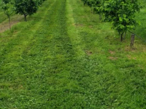 Prodaja, kuća, 250m², Žbevac, Bujanovac - image 10