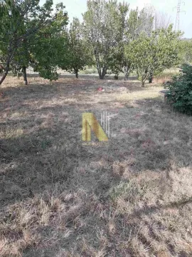 Zelenilo i dvorište sa stablima. - image 4