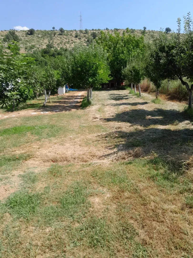Prostrani plac sa voćnjakom pod sunčanim nebom.