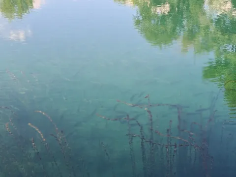 Prodaja, plac, 4430m², Danilovgrad, Crna Gora - image 15