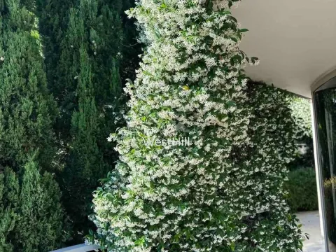 Sale, two bedroom apartment, 159m², Budva, Crna Gora - image 13