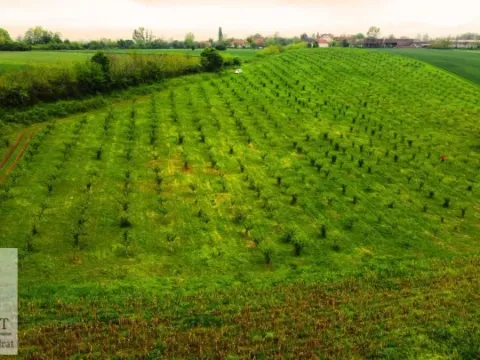 Sale, land lot, 38000m², Kožuar, Ub - image 17