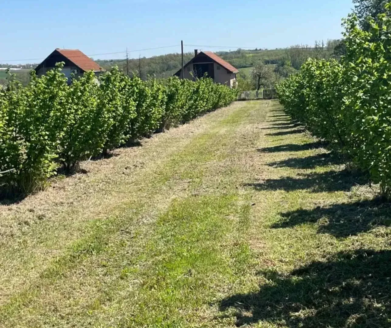Prodaja, plac, 5000m², Vladimirci, Srbija