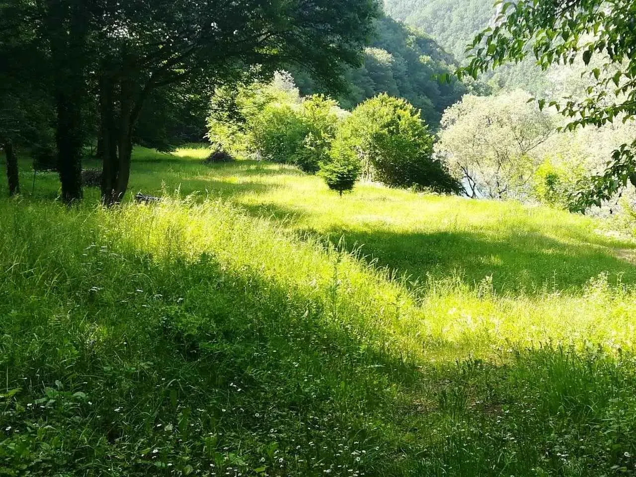 Zeleni travnati teren sa drvećem i prirodnim okruženjem.