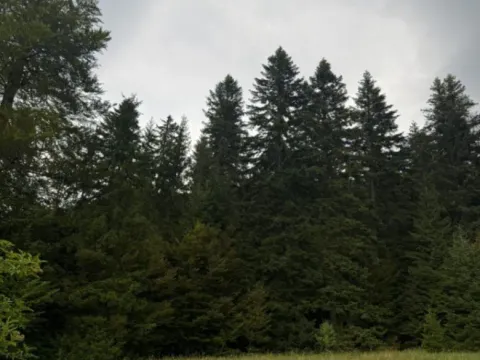 Prodaja, plac, 800m², Tara, Srbija - image 4