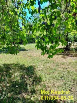 Zeleno dvorište sa stablima i voćem. - image 4