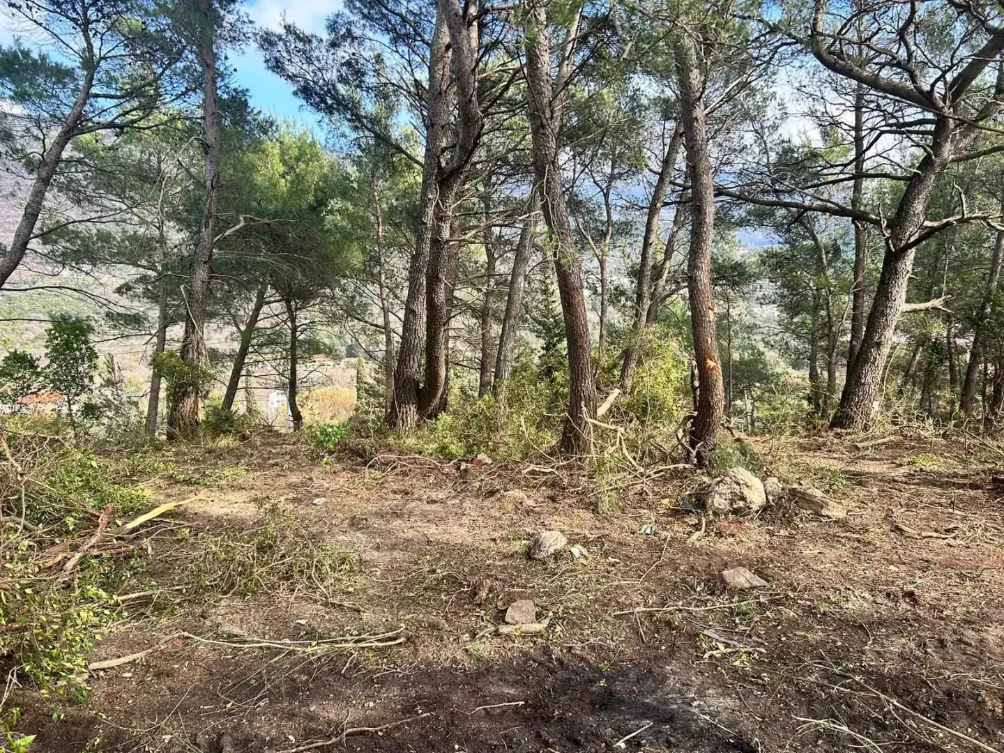 Šumski predio i prirodno okruženje na placu.