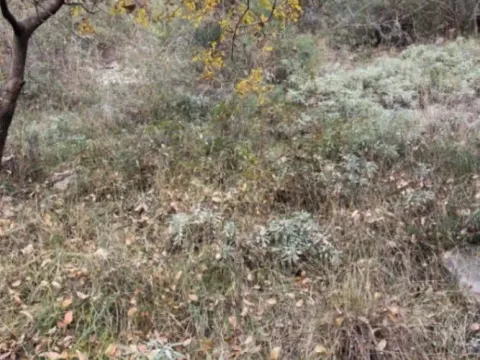 Sale, land lot, 558m², Kamenari, Herceg Novi - image 8