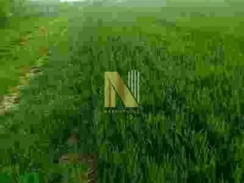 Prodaja, plac, 5060m², Čortanovci, Inđija - image 5