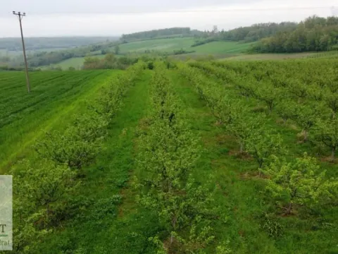 Sale, land lot, 38000m², Kožuar, Ub - image 20