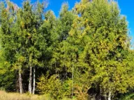 Sale, land lot, 89208m², Padež, Kolašin - image 9