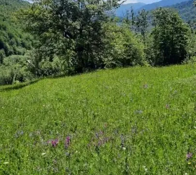 Prodaja, plac, 19200m², Štitarica, Mojkovac - image 4