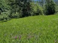 Prodaja, plac, 19200m², Štitarica, Mojkovac - image 4