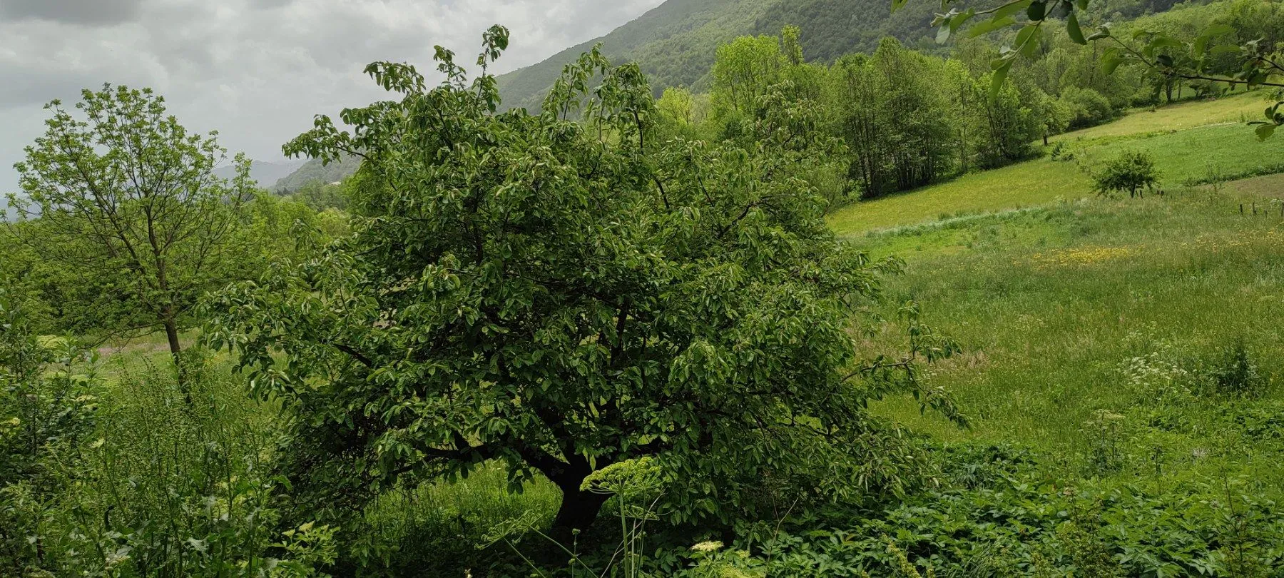 Prodaja, plac, 4000m², Kolašin, Crna Gora