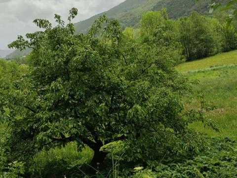 Prodaja, plac, 4000m², Kolašin, Crna Gora - image 2