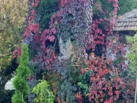 Sale, house, 295m², Selters Banja, Mladenovac - image 20