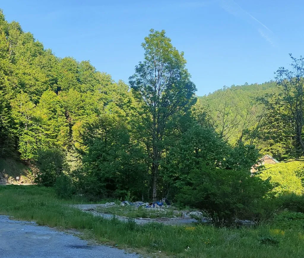 Pogled na šumoviti predio i zemljište pored puta.