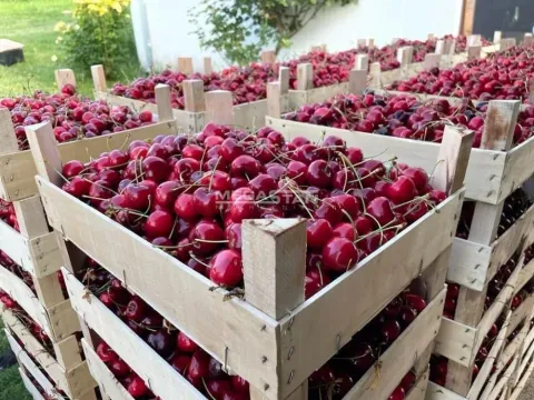 Prodaja, plac, 74500m², Arandjelovac, Srbija - image 9