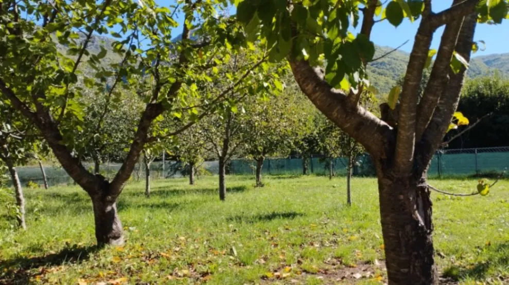 Prodaja, kuća, 76m², Kuti, Herceg Novi