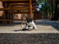 Prodaja, poslovni prostor, Ostalo, Podgorica - image 9