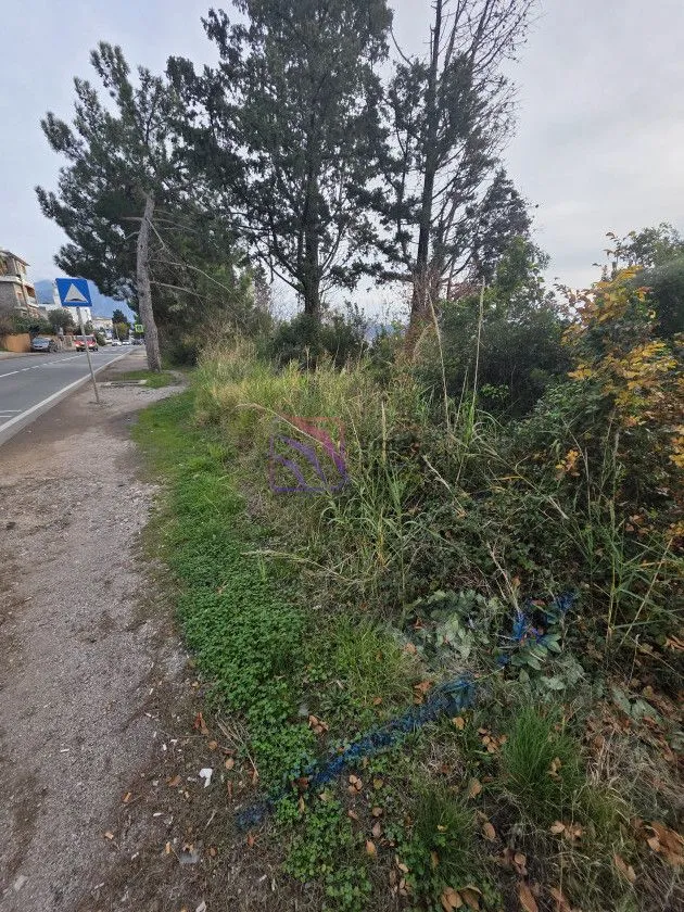 Pogled na plac i put sa drvećem i rastinjem.