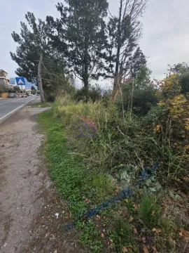 Pogled na plac i put sa drvećem i rastinjem. - image 4
