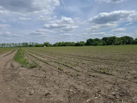 Sale, land lot, 268m², Čenej, Novi Sad Sve Podlokacije - image 4