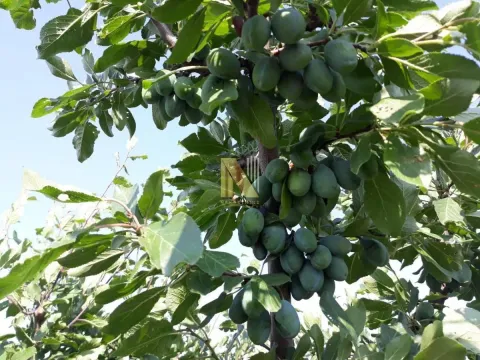 Prodaja, plac, 74000m², Žabalj, Srbija - image 4