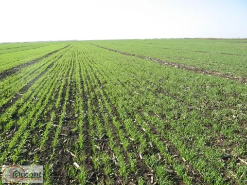 Prodaja, plac, 6825m², Ledine, Beograd - image 2