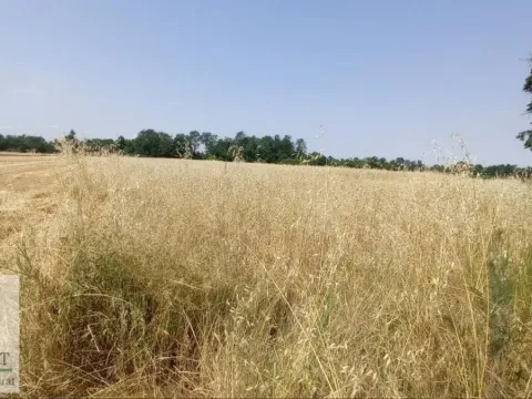 Sale, land lot, 9000m², Konatice, Obrenovac - image 6