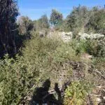 Prodaja, plac, 1290m², Kotor, Crna Gora - image 8