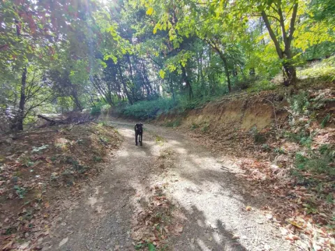 Sale, land lot, 1100m², Irig, Srbija - image 5