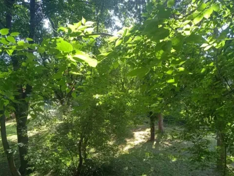 Prodaja, jednosoban stan, 38m², Brace Jerković, Voždovac Sve Podlokacije - image 16