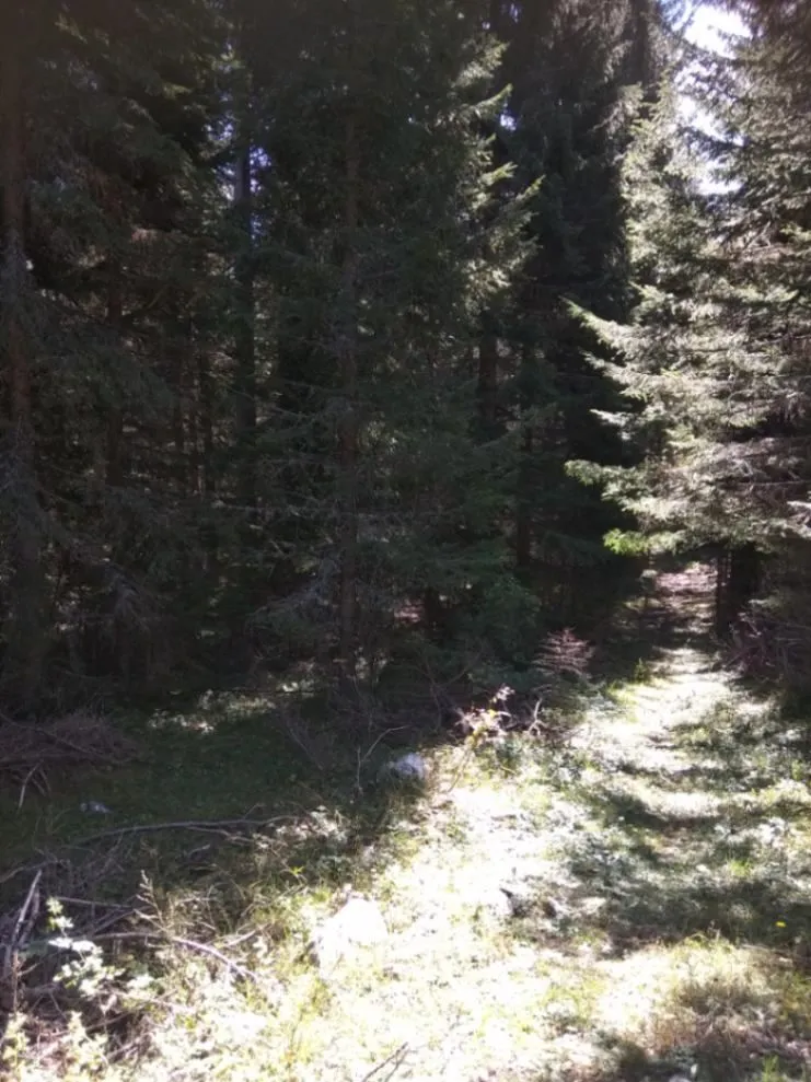 Prodaja, plac, 17803m², Podgora, Žabljak