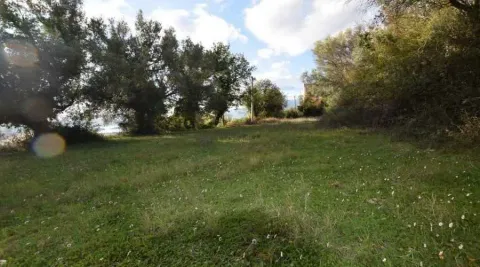 Prostrani zeleni plac okružen drvećem pod plavim nebom. - image 5