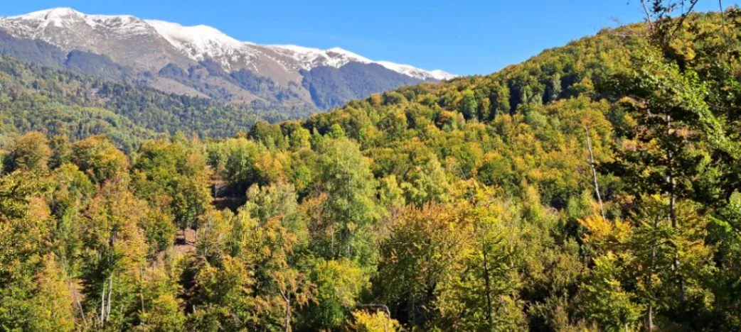 Prodaja, plac, 89208m², Padež, Kolašin