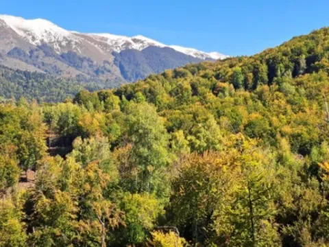 Prodaja, plac, 89208m², Padež, Kolašin - image 7