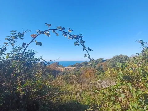 Prodaja, plac, 10000m², Utjeha, Bar - image 2