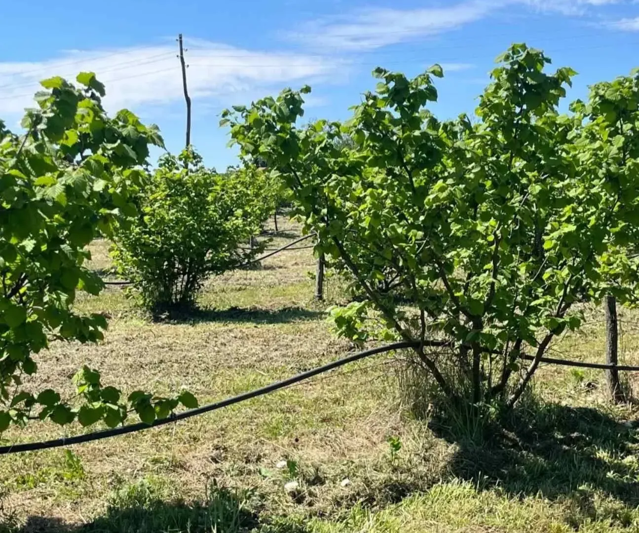 Prodaja, plac, 5000m², Vladimirci, Srbija