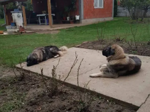 Prodaja, kuća, 224m², Ratari, Smederevska Palanka - image 11