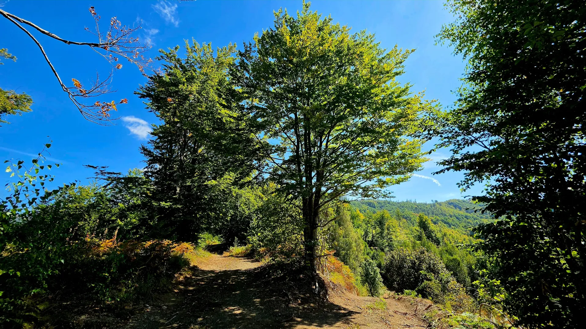 Šumski put u prirodi okružen zelenilom.