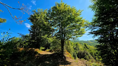Šumski put u prirodi okružen zelenilom. - image 17