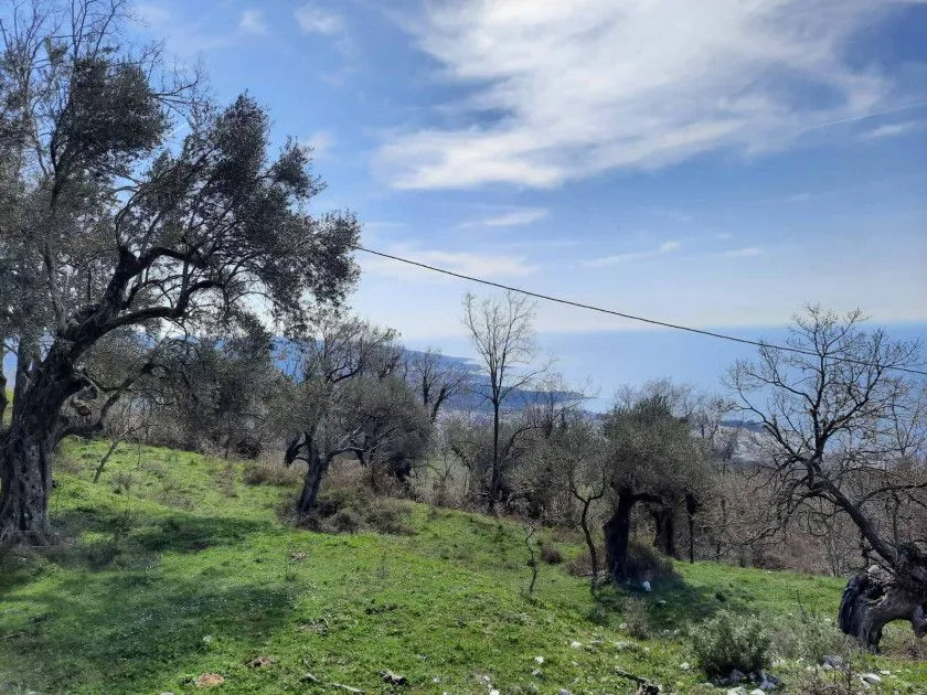 Zeleni plac sa maslinama i pogledom na more.