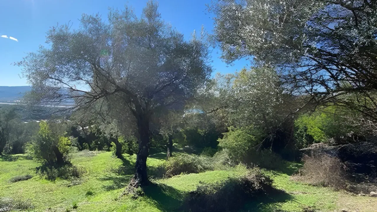 Sale, land lot, 1258m², Tivat, Crna Gora