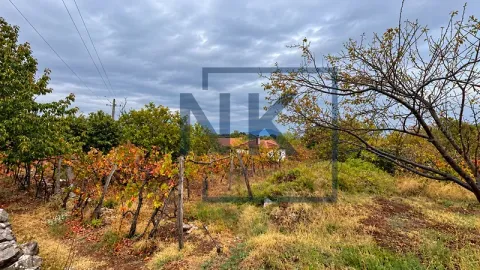 Pogled na voćnjak i vinograd u dvorištu imanja. - image 3